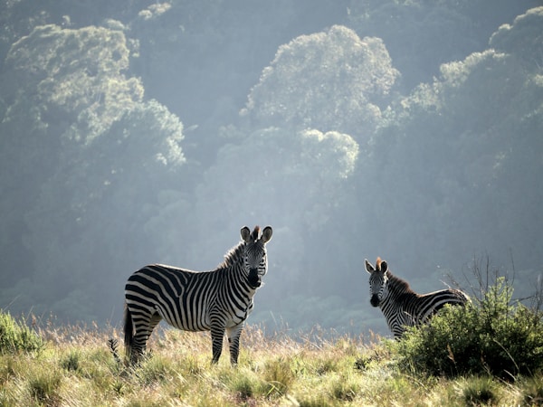 Discovering Malawi: Exploring Culture, Traditions & Festivities