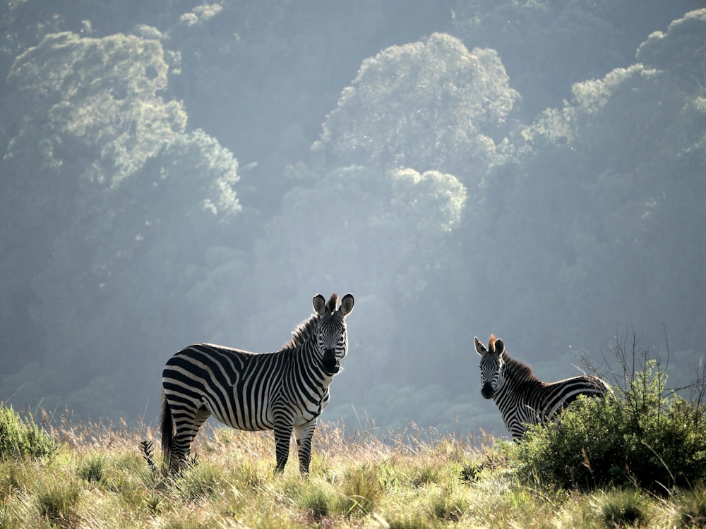two zebras standing on grasses