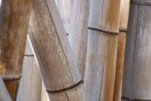 Close-up of raw bamboo stalks ready for the salt roasting process