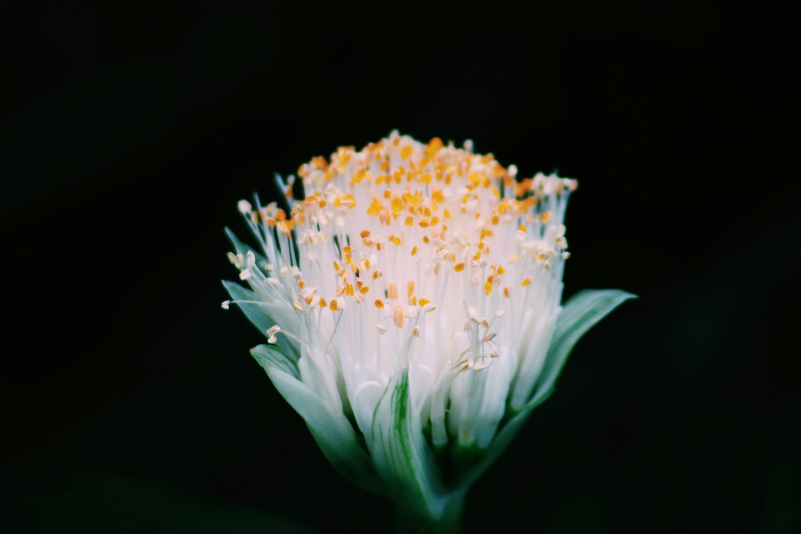 Sigma 70-300mm F4-5.6 APO DG Macro sample photo. White flower photography