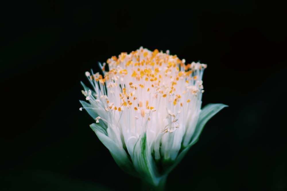 white flower