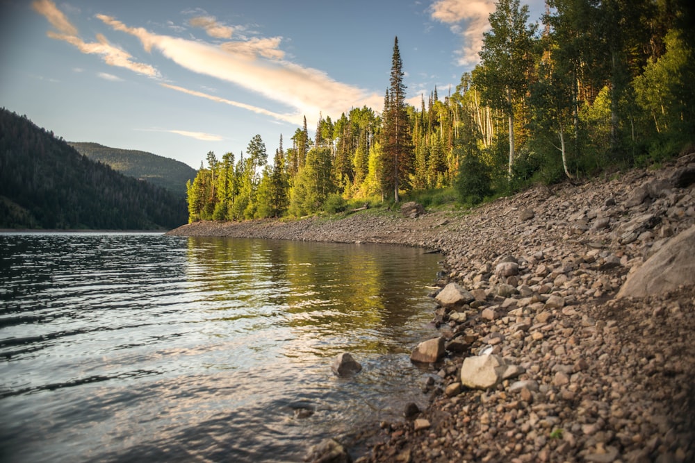 calm body of water near forest during daytime