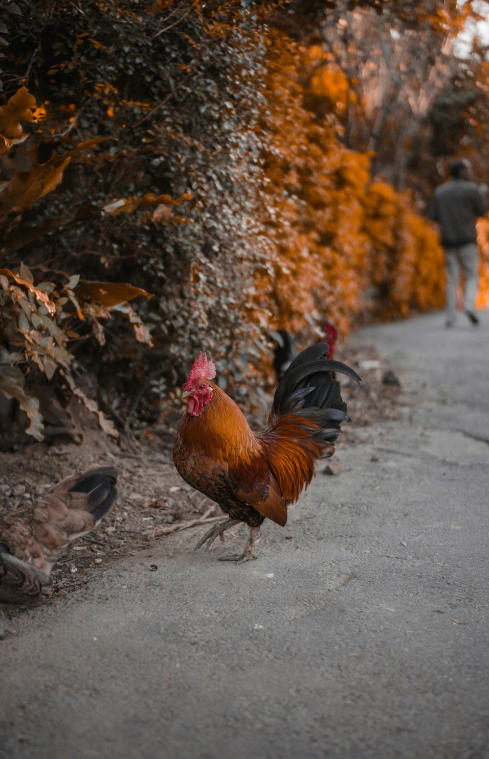 red and black rooster standing near green-leafed plant