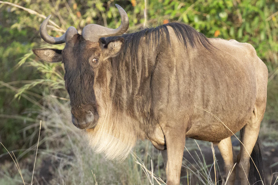 The image depicts a majestic brown wildebeest standing alone in a field, facing towards the right side of the frame. The wildebeest's coat is a rich shade of brown, and its horns are large and curved, adding to its imposing presence. The background features a lush green landscape with trees and bushes, providing a natural backdrop for this magnificent creature.