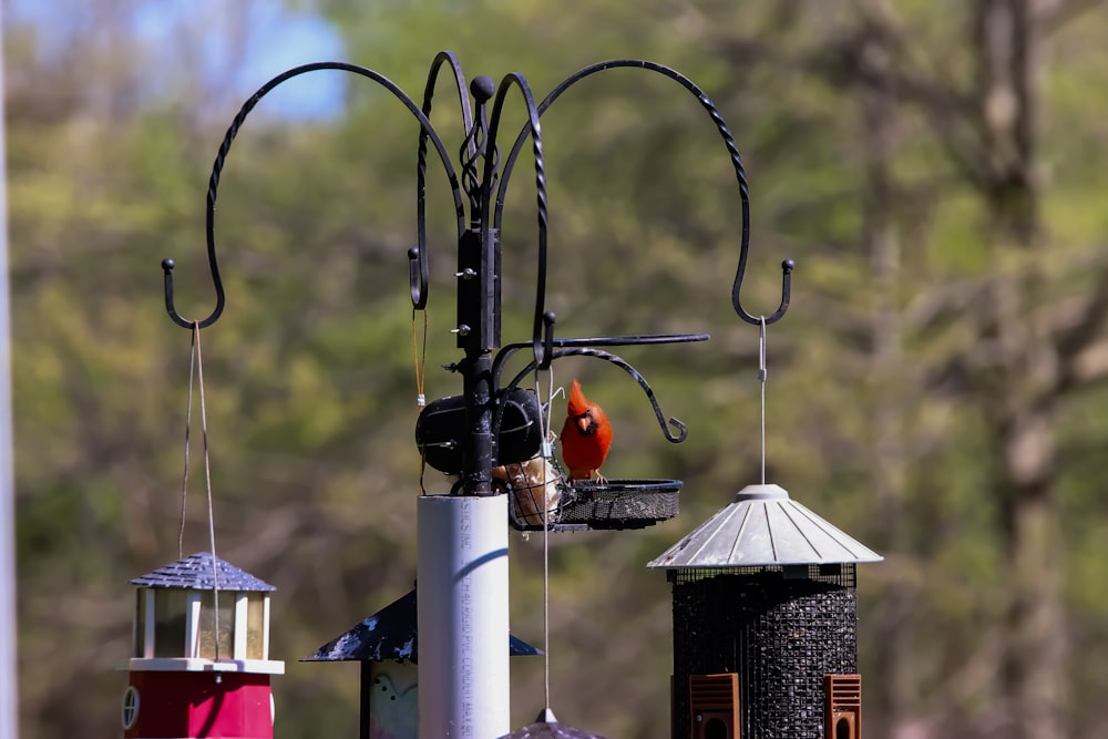 Selektive Fokusfotografie des orangefarbenen Vogels
