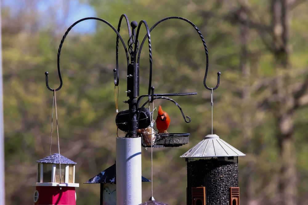 selective focus photography of orange bird