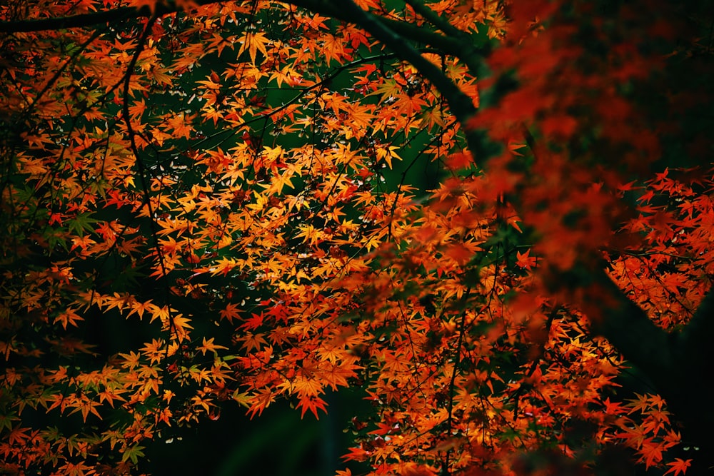 orange-leafed tree