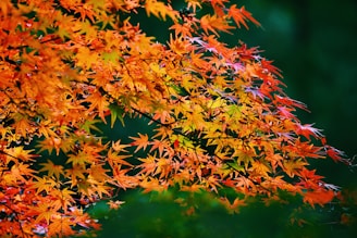 A vibrant textile print featuring swirling floral patterns in warm autumn hues.