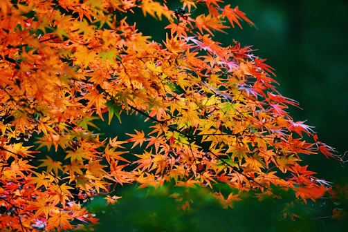 A vibrant autumn-themed funeral cloth with orange and red leaves.