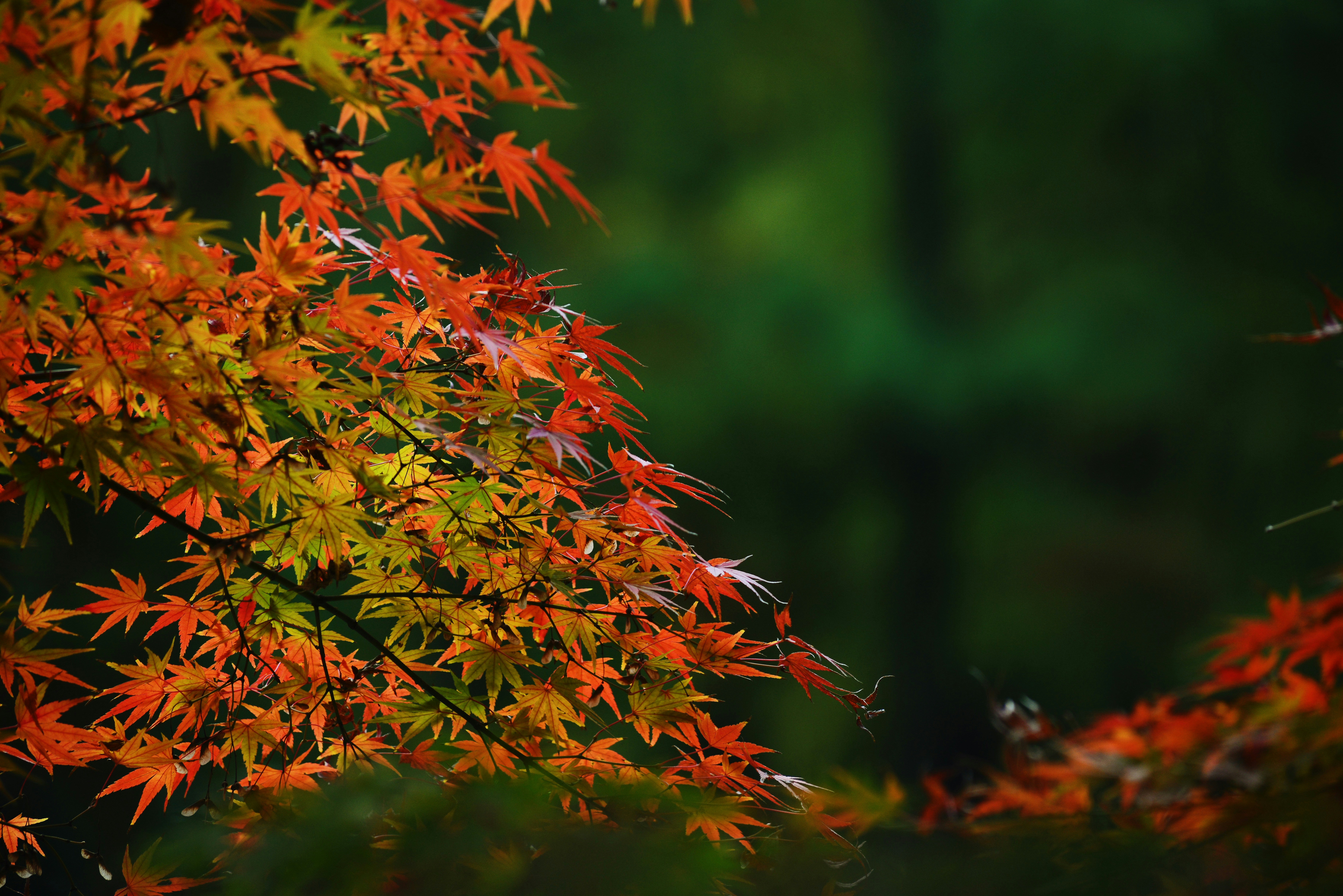 photo-1543123993-5b43f4625d0b?ixlib=rb-1.2.1&ixid=eyJhcHBfaWQiOjEyMDd9&auto=format&fit=crop&w=1500&q=80