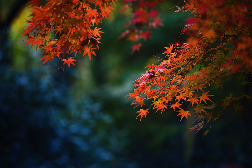 selective focus photography of orange leaf tree