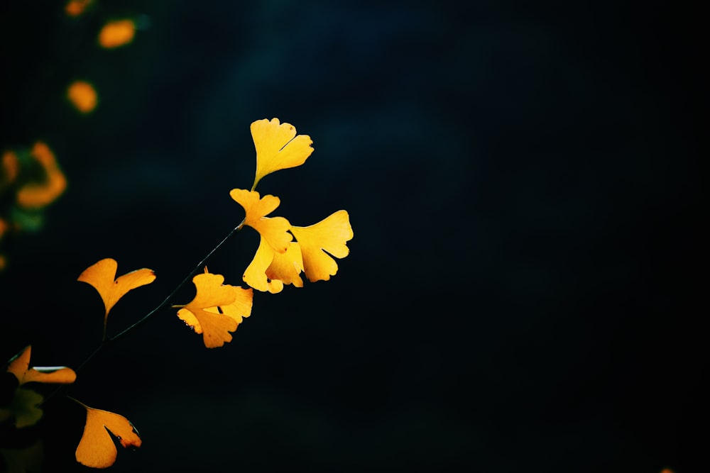 yellow petaled flower