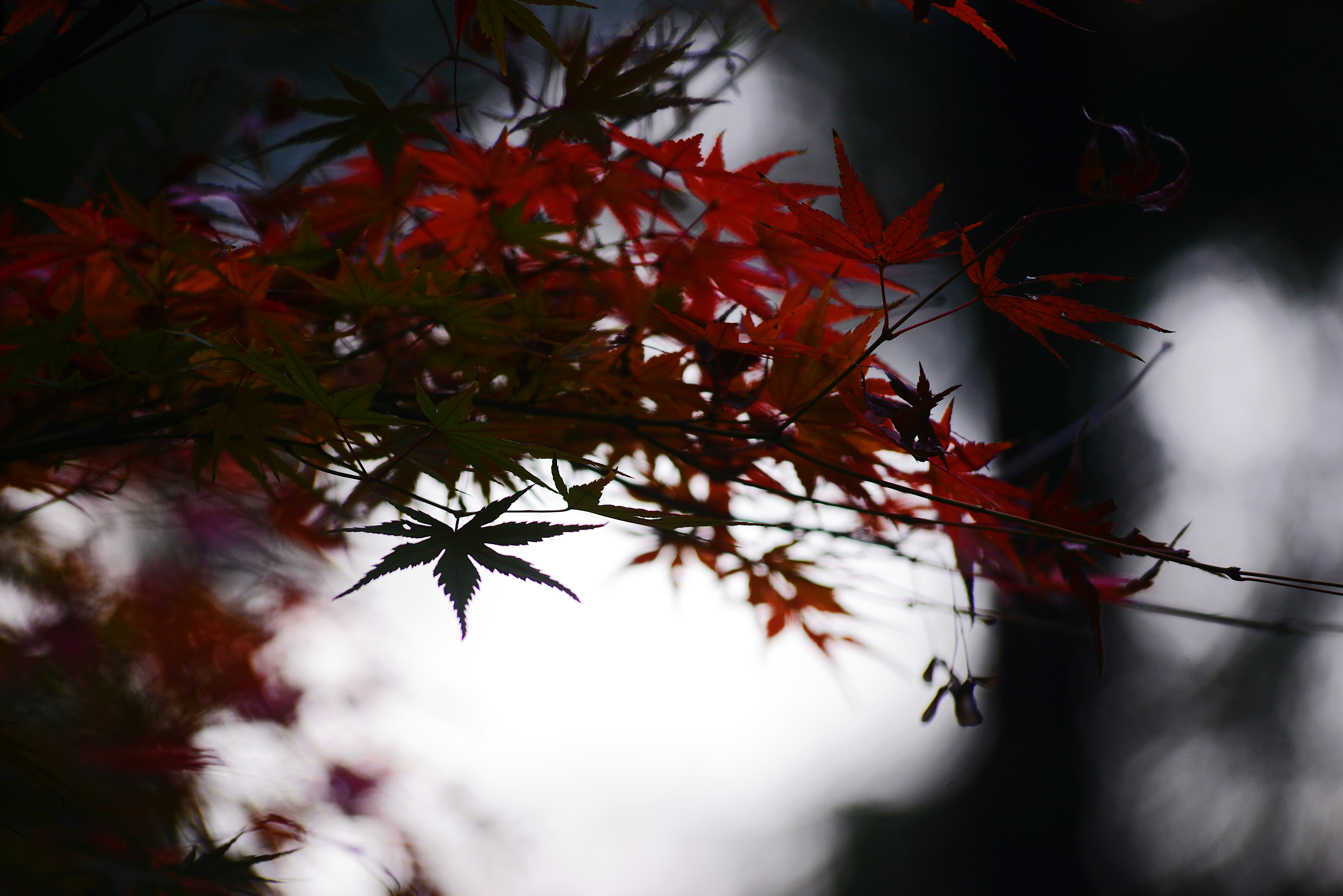 Photo by nic1986