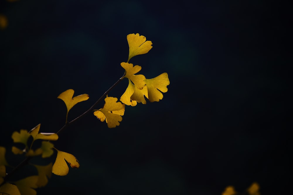 yellow petaled flower