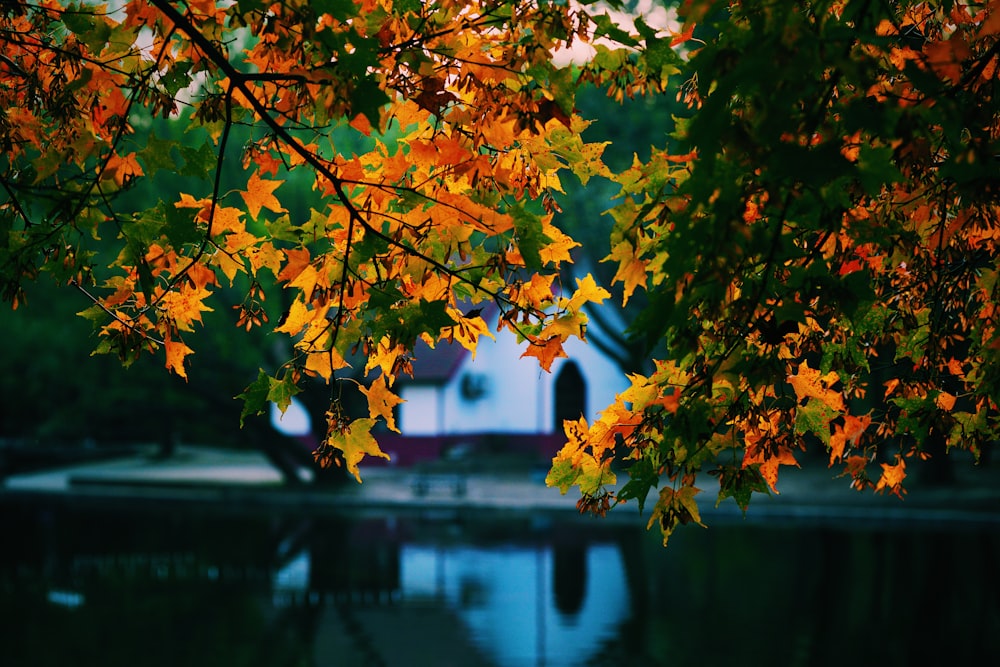 leaf on top of body of water