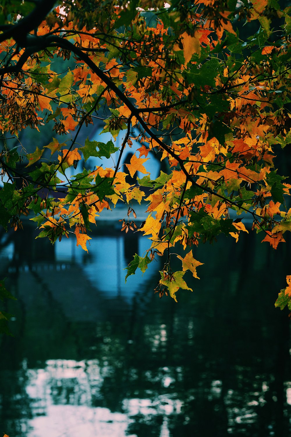 leaf over body of water