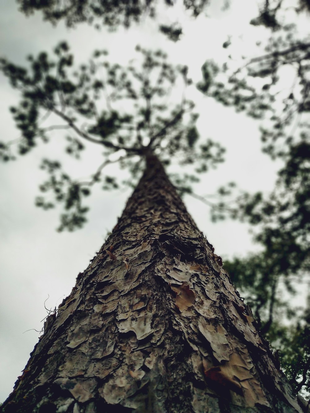 low-angle photography of tree