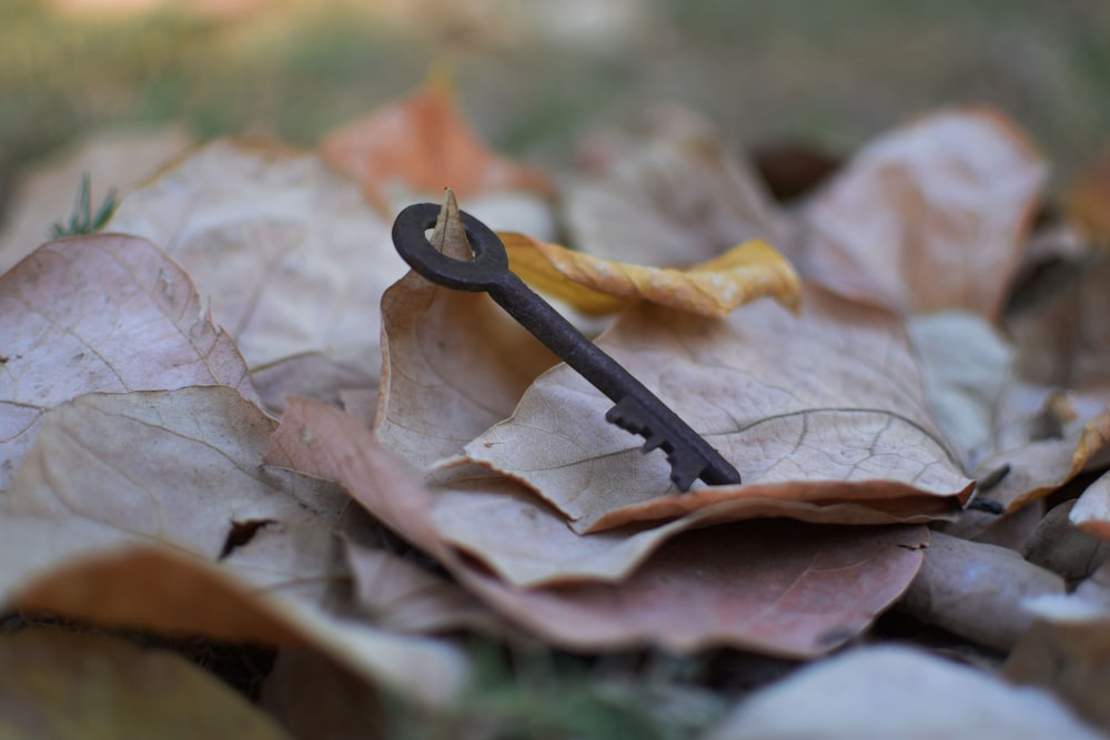 brown skeleton key on brown leaves