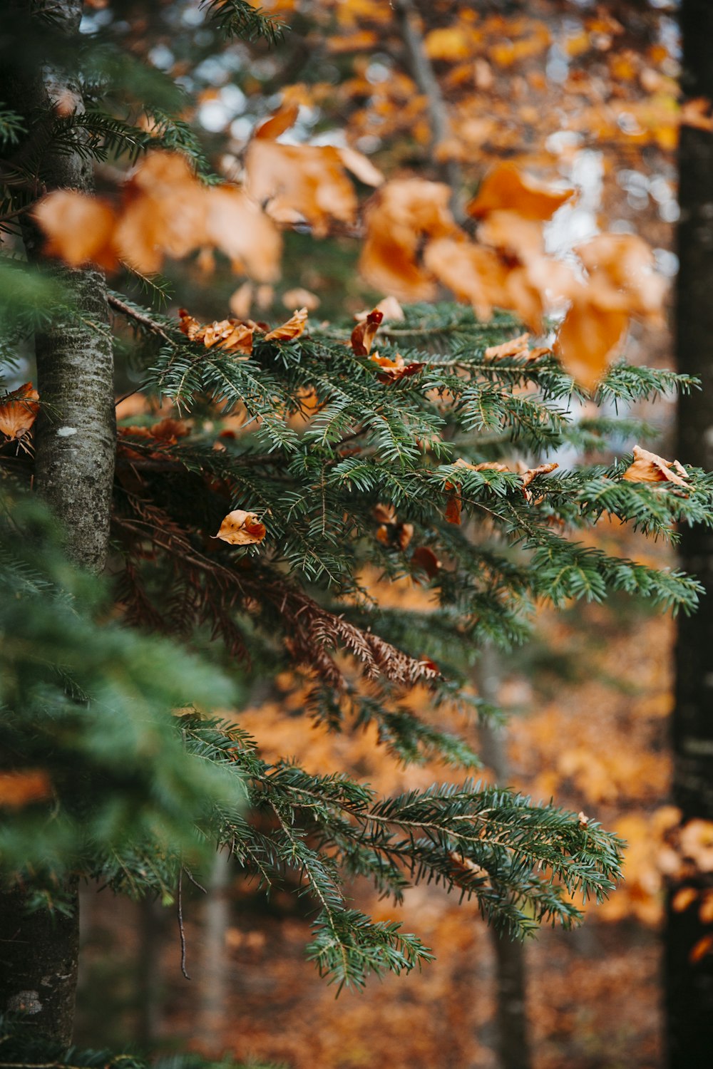 close-up photography of green-leafed tree