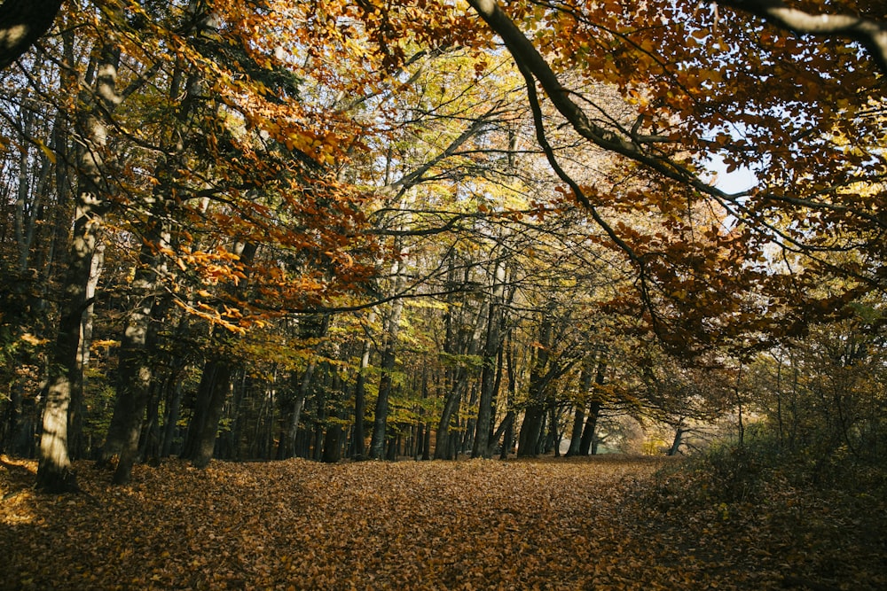 brown-leafed trees during daytime