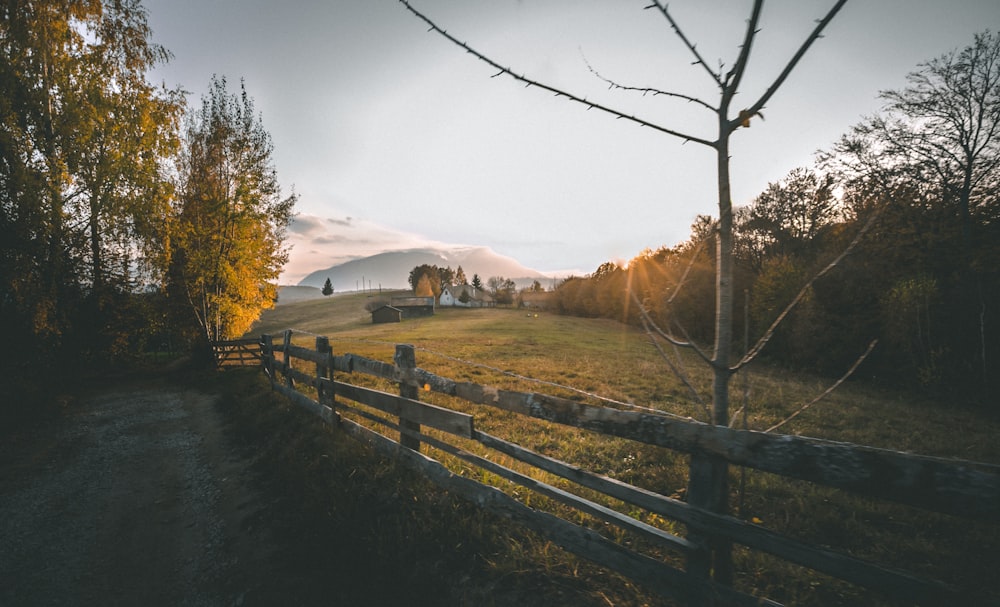 bare tree beside fence during golden hour