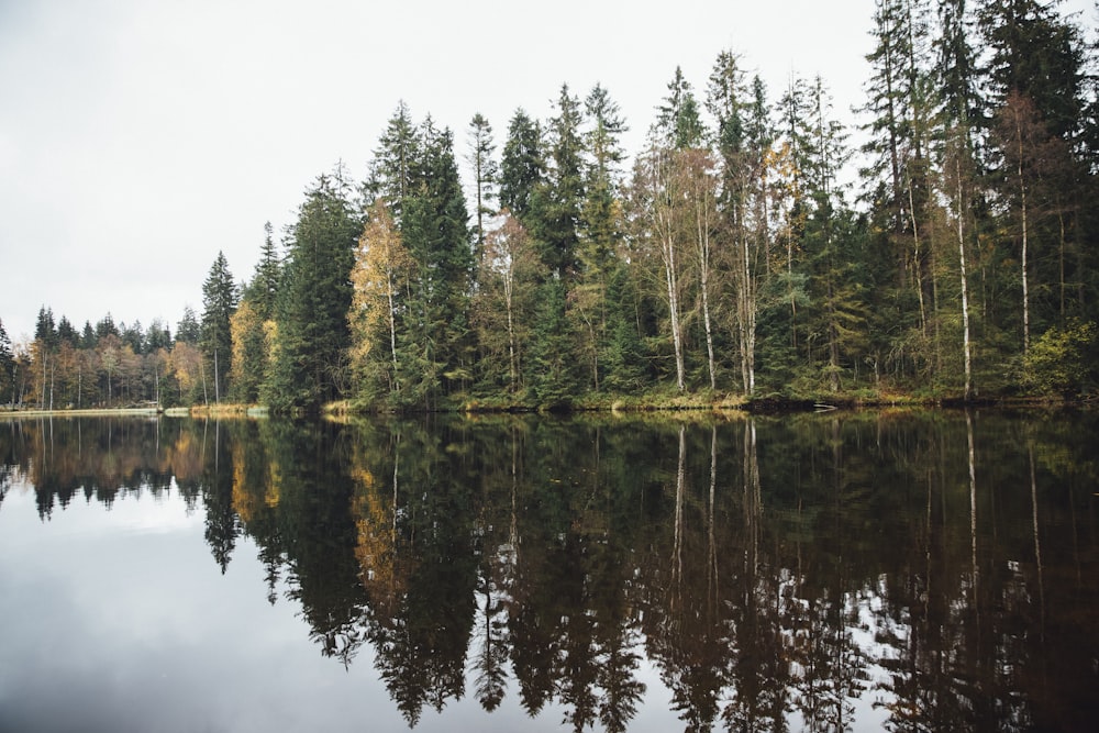 green pine trees beside body of water