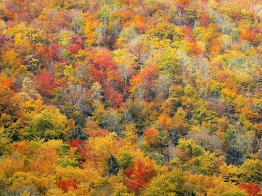 bed of green-and-red-and-yellow-leafed trees
