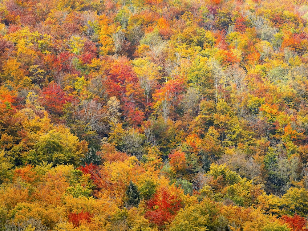 bed of green-and-red-leafed trees