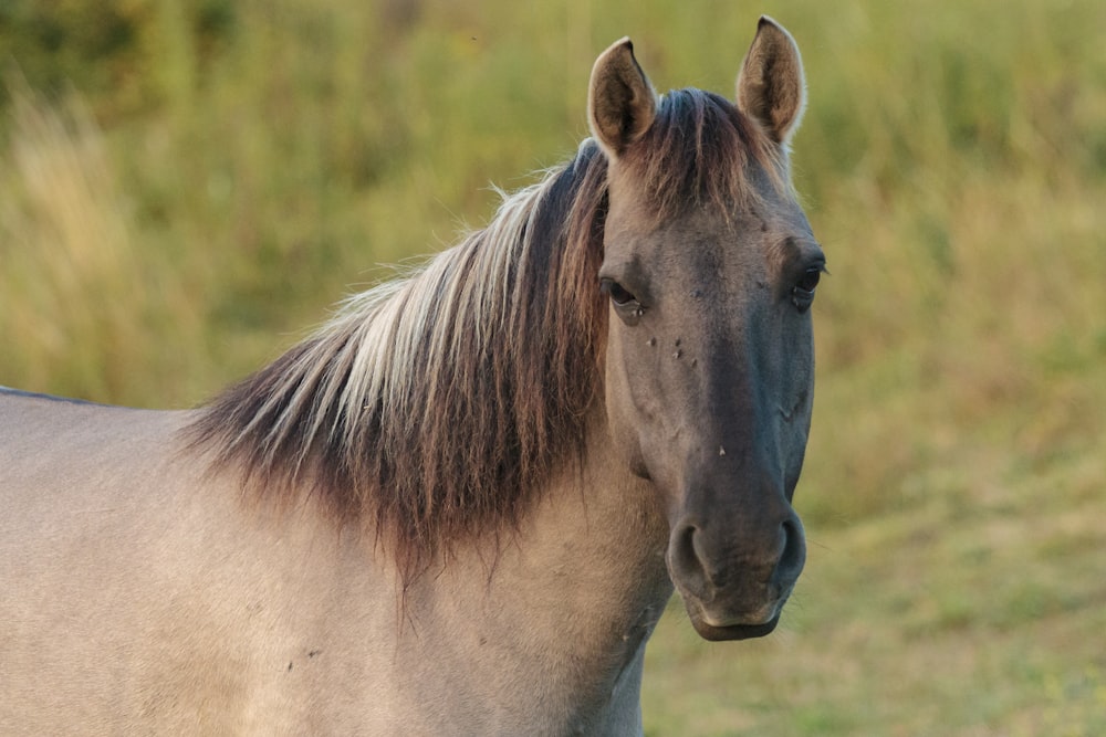 brown horse on grass