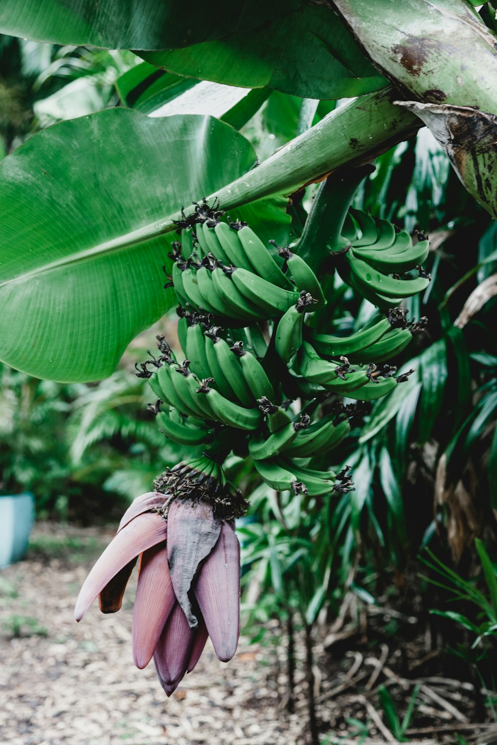 green banana plant