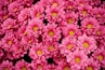 flatlay photography of red petaled flower