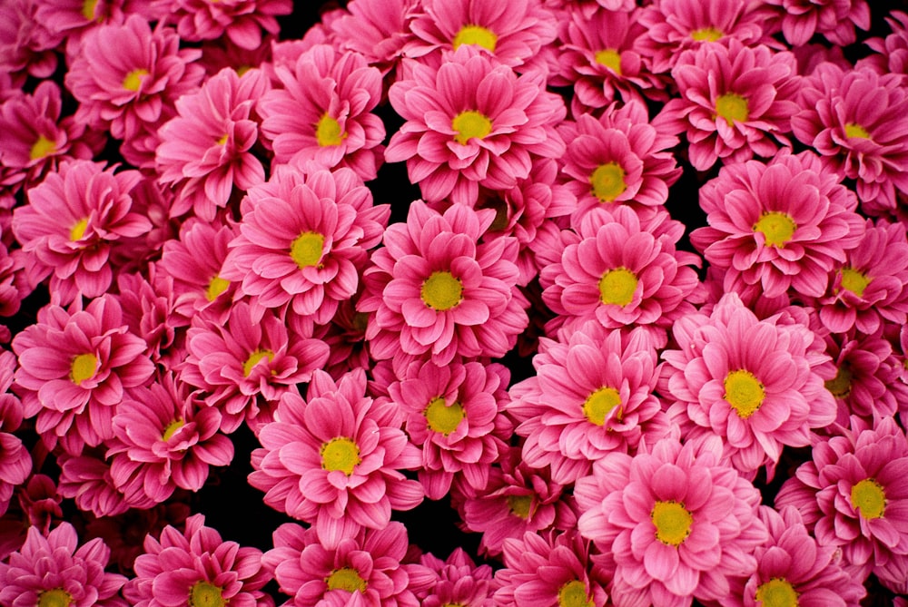 flatlay photography of red petaled flower