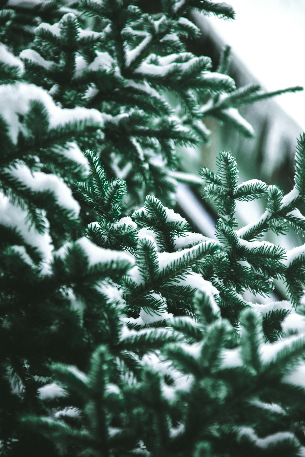 Nahaufnahme von schneebedeckten grünen Kiefern