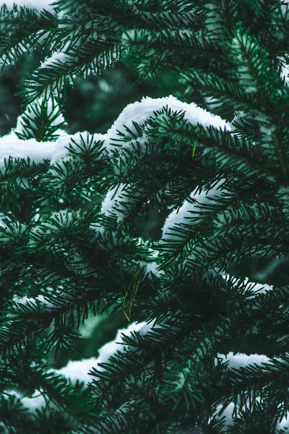 a close up of a pine tree with snow on it