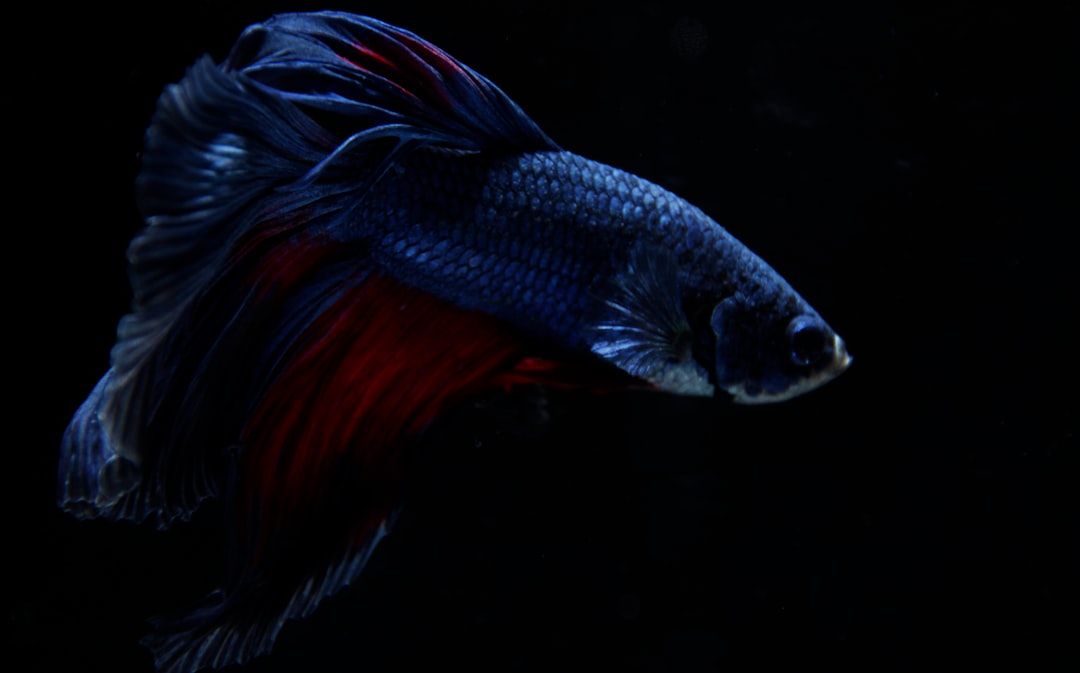 black and red betta fish wallpaper