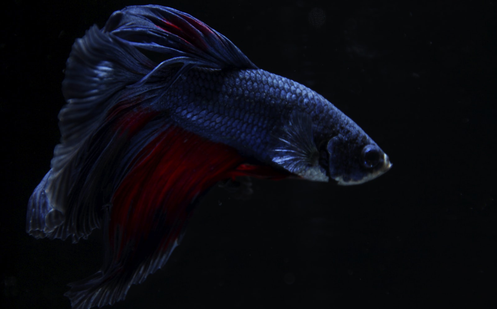 Tamron 18-270mm F3.5-6.3 Di II VC PZD sample photo. Black and red betta photography