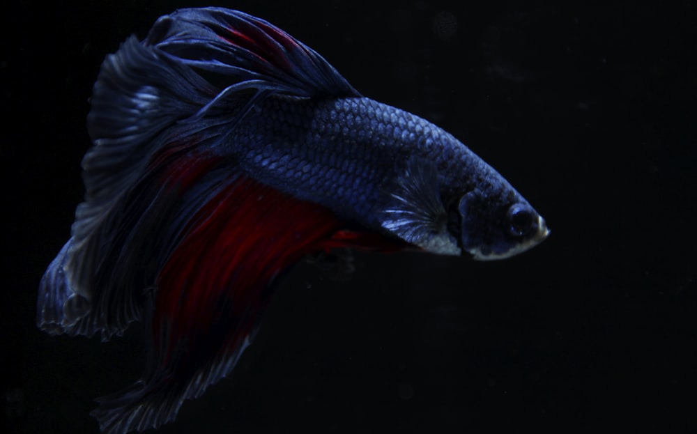 Papier peint poisson betta noir et rouge