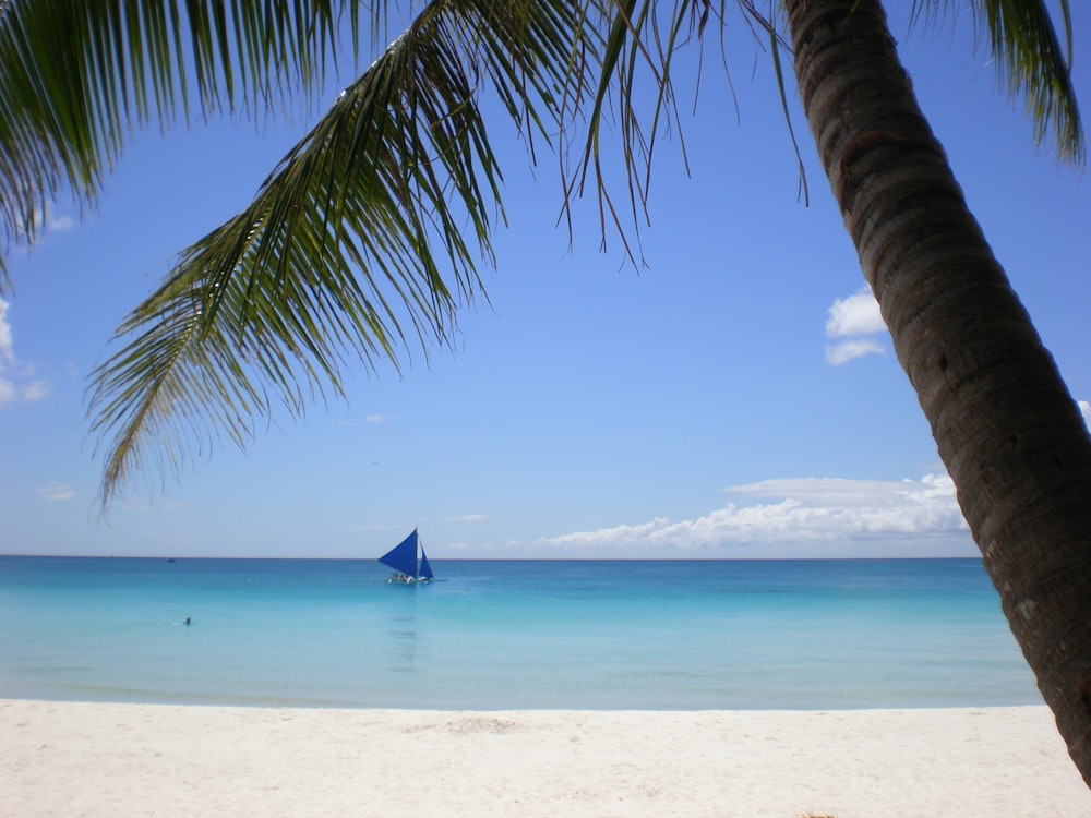 blue sailboat on calm sea during daytime