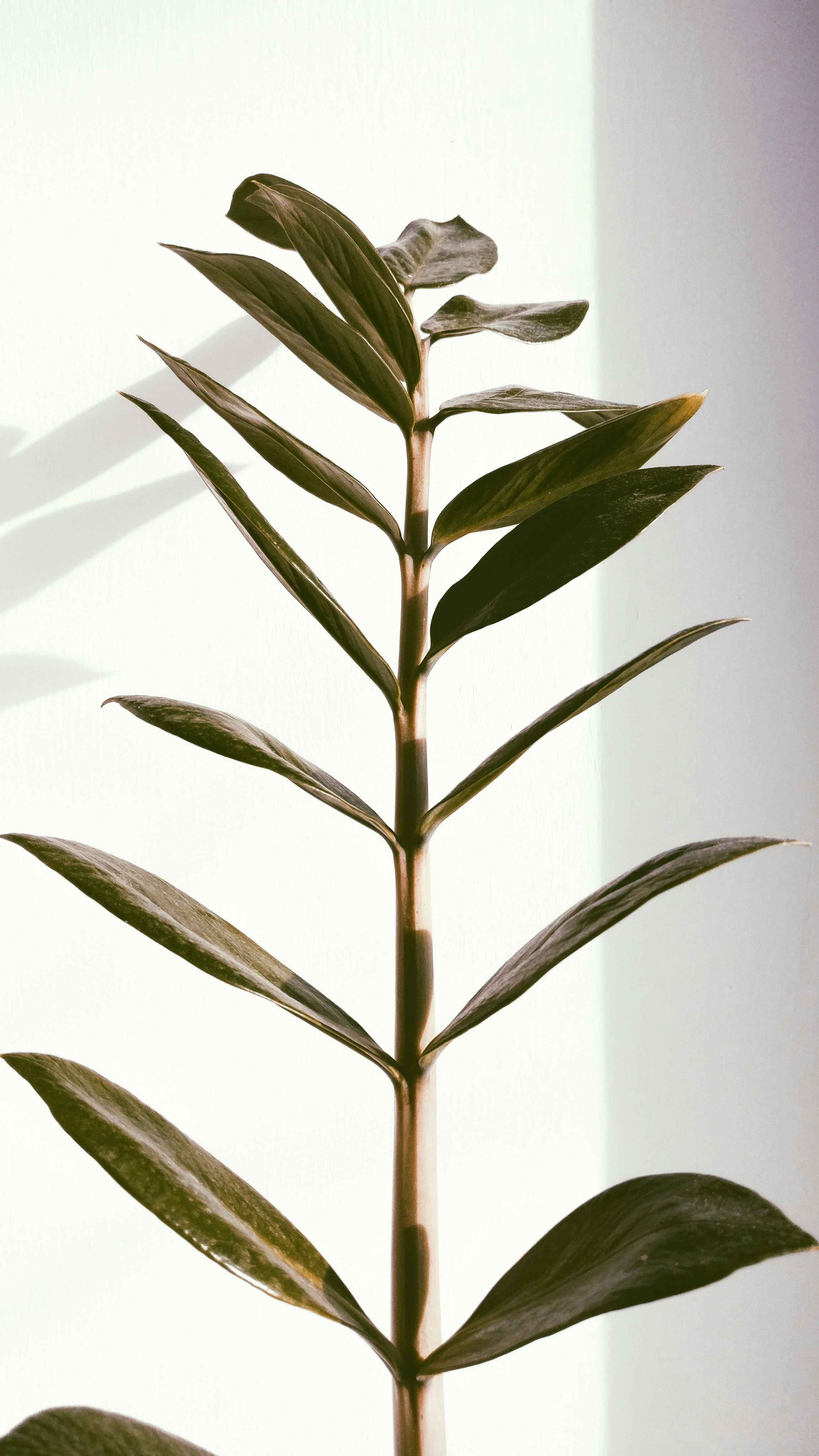 観葉植物 ペット 明るい