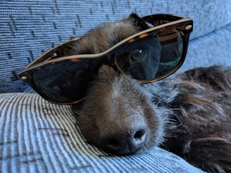 A dark-haired dog is lounging on a textured gray surface, wearing oversized sunglasses that cover its eyes, providing a humorous and relaxed appearance.