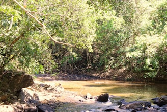 Dense green foliage surrounds a tranquil, shallow stream, with sunlight filtering through the leaves. The rocky banks and forested backdrop create a serene and natural setting.
