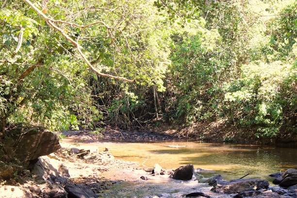 Dense green foliage surrounds a tranquil, shallow stream, with sunlight filtering through the leaves. The rocky banks and forested backdrop create a serene and natural setting.