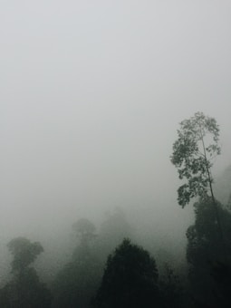 Dense fog envelops the landscape, with tall trees partially visible through the mist. The atmospheric conditions create an ethereal and mysterious ambiance.