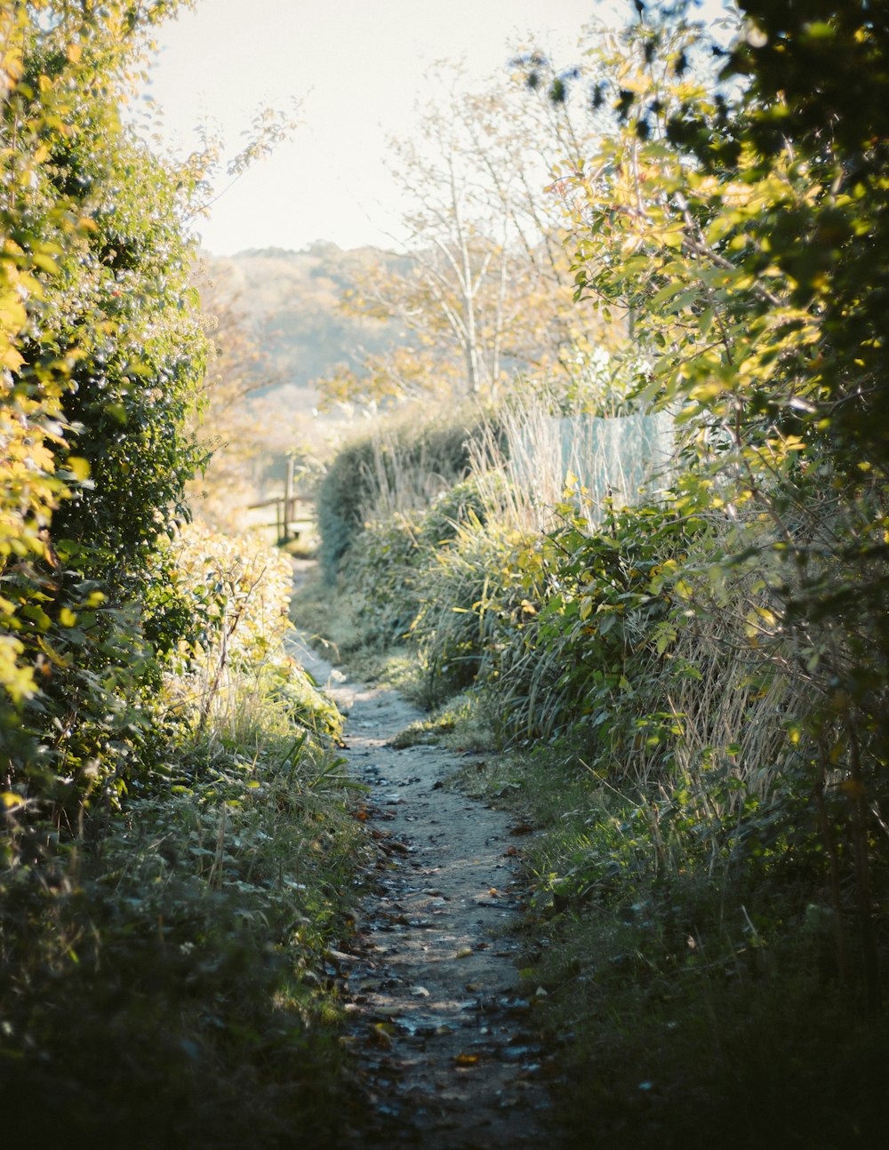 dirty road in middle of trees during daytime