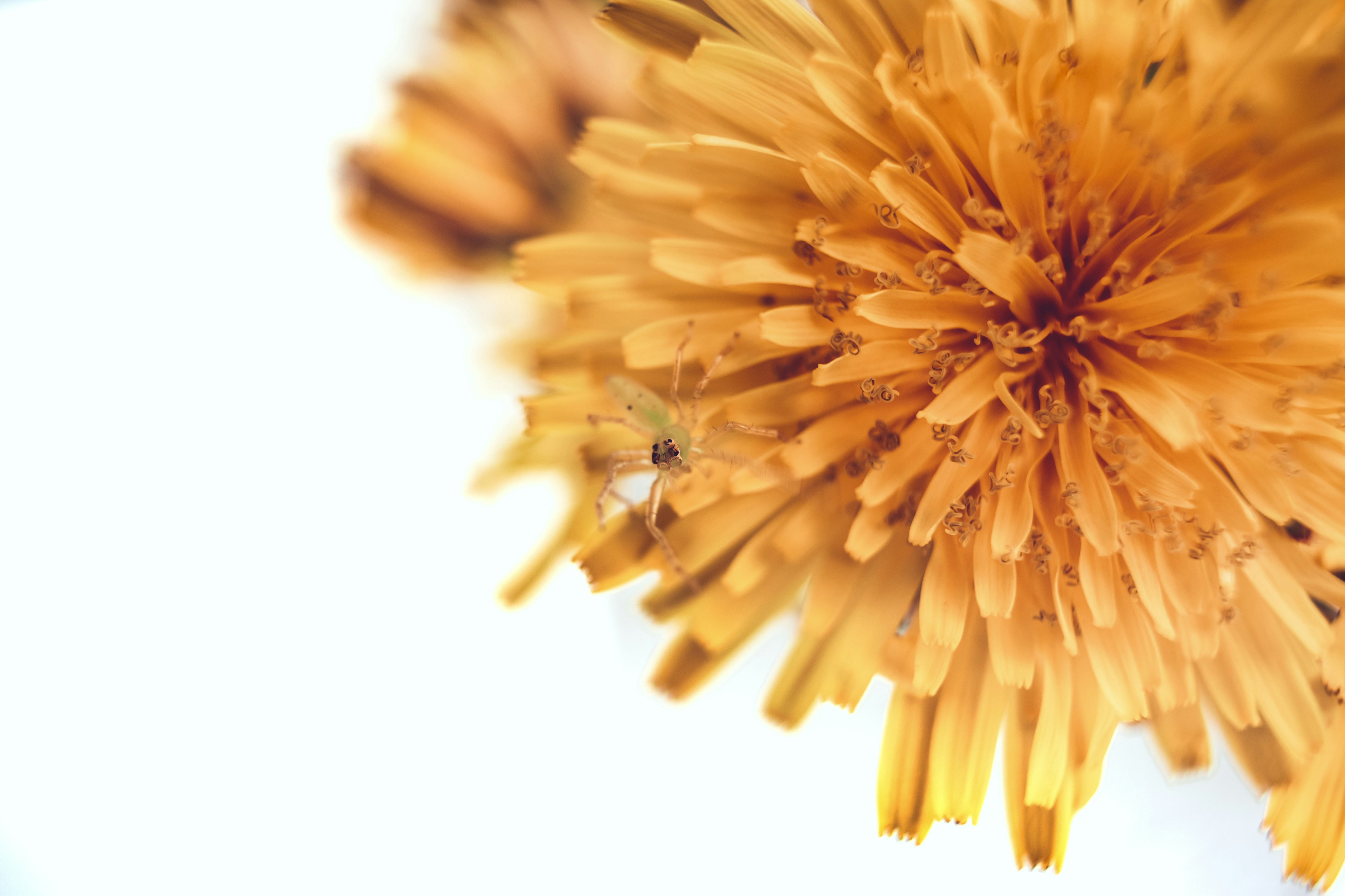 Photo by timothycdykes