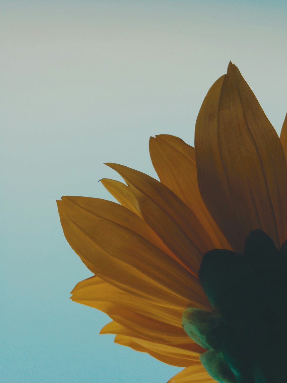 Sonnenblumen-Blume