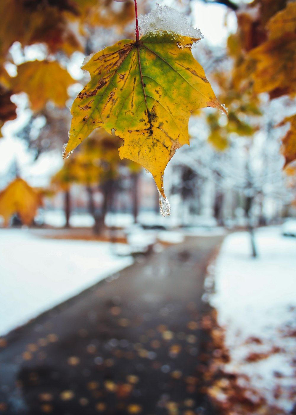 closeup photograpy of maple leaf during daytime