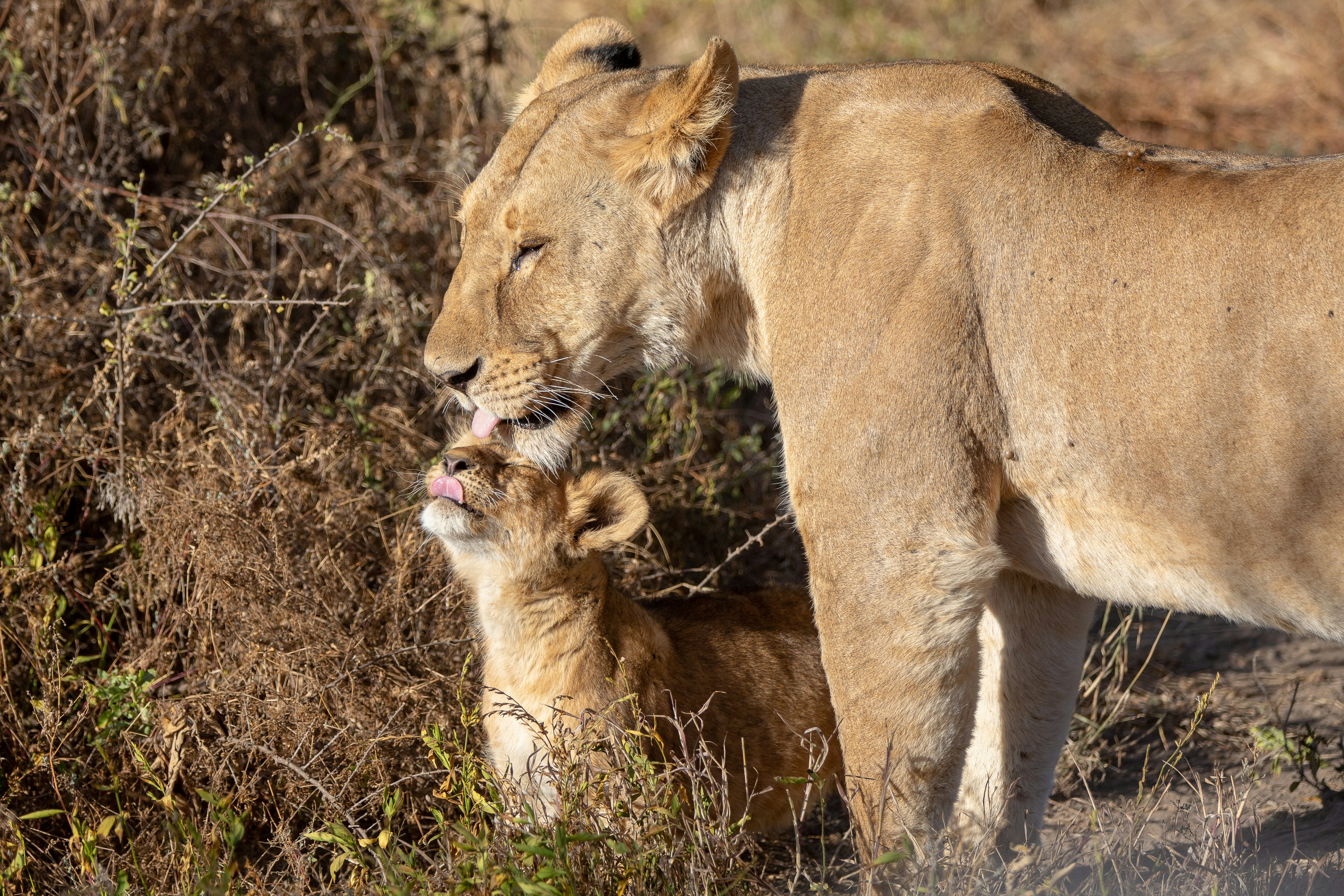 Canon EF 70-200mm F2.8L IS II USM sample photo. Lioness standing photography