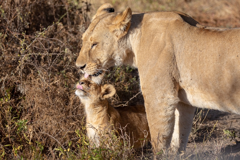 lioness standing