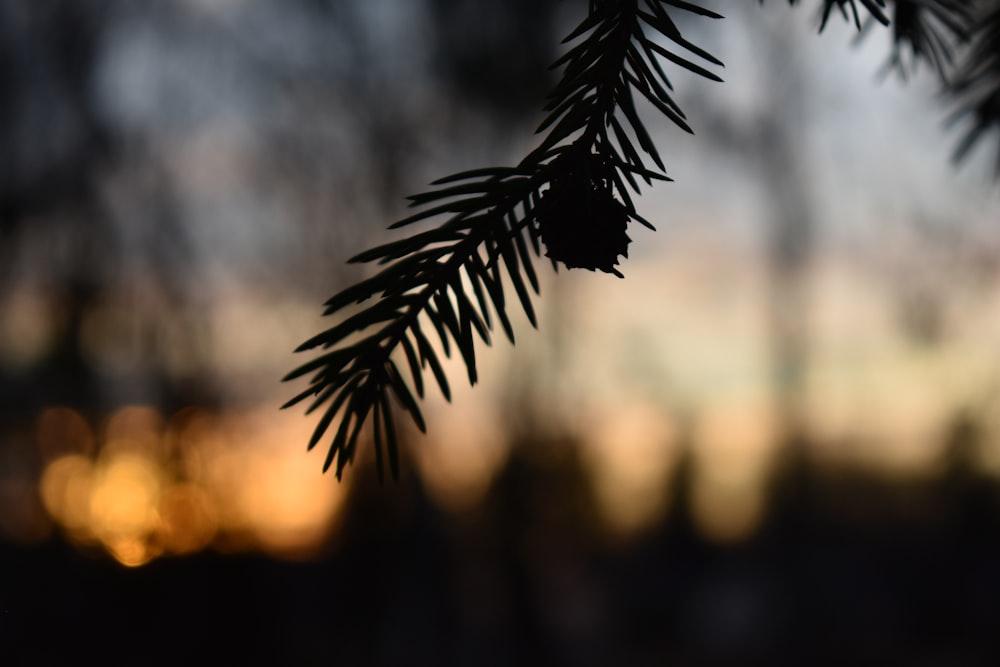 silhouette photography of fern tree